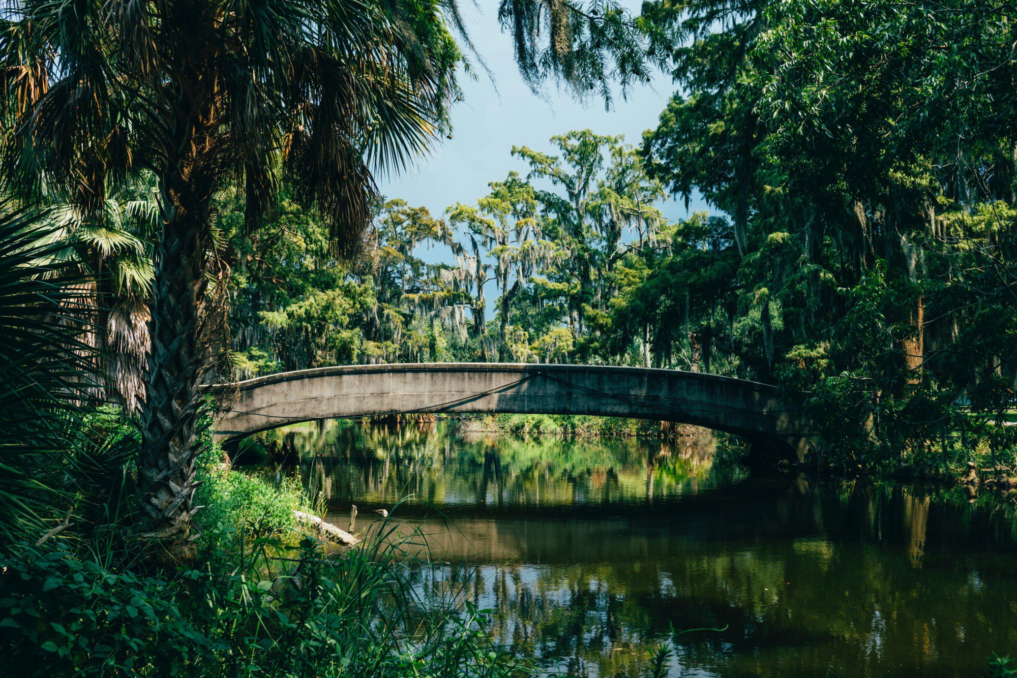 bridge in jungle 